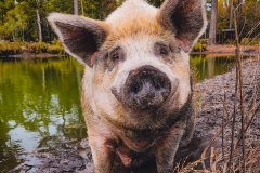 8Hank Sisu Refuge