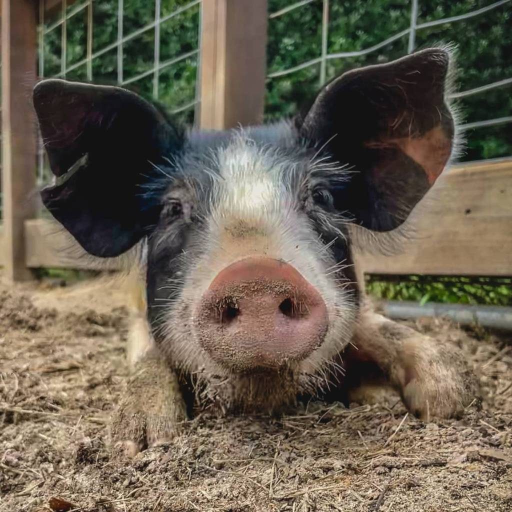 241683366_1054833295284954_6337940568987191213_n