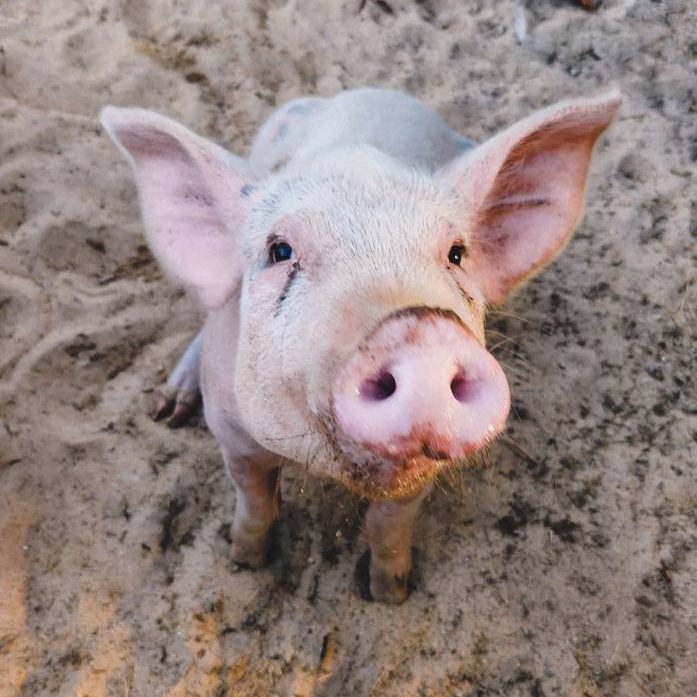 310428533_429464072667137_4140505883218803283_n