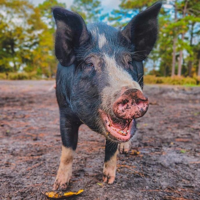 313409502_444385411175003_3423872352560659842_n