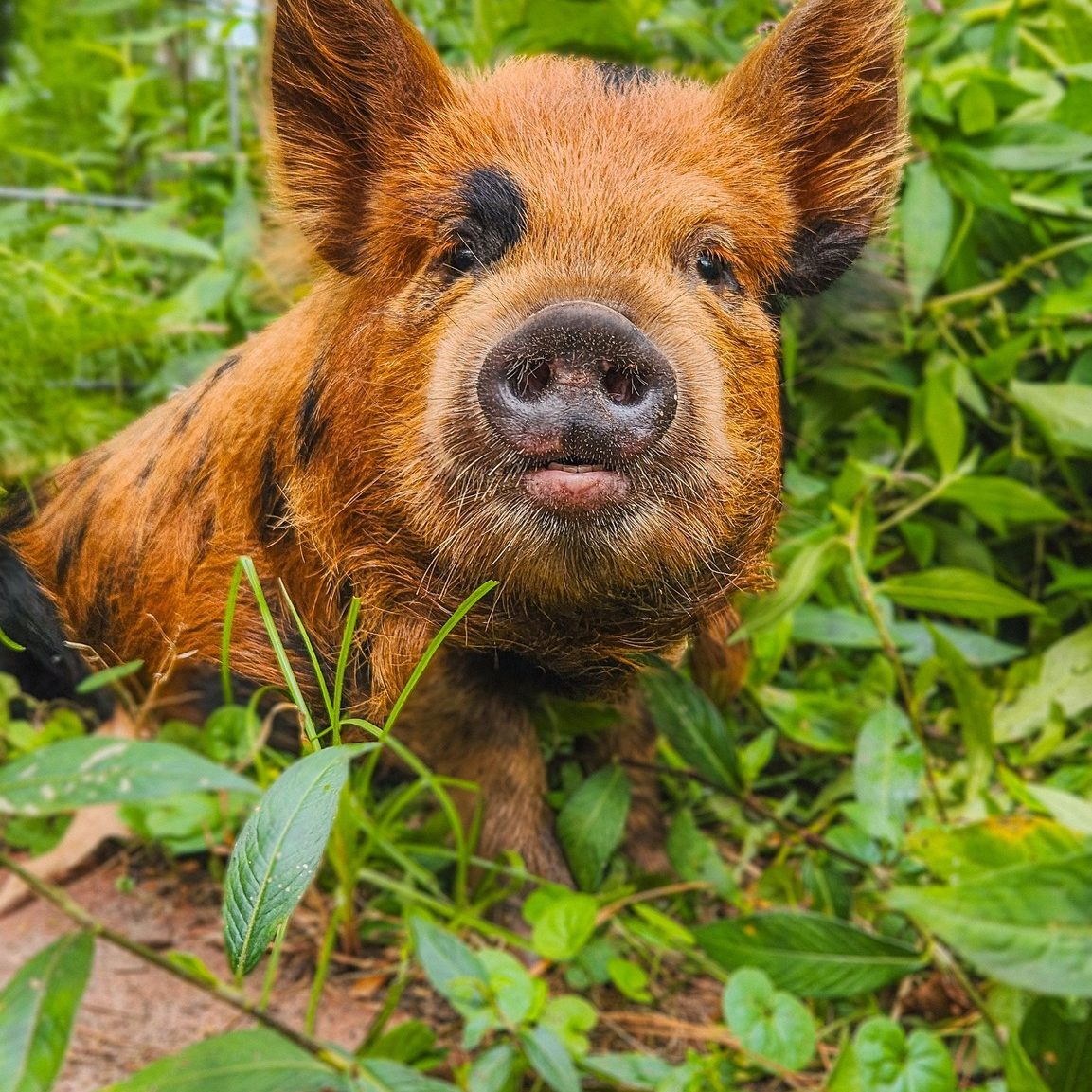 485789443_972933111653561_5335122260946043056_n