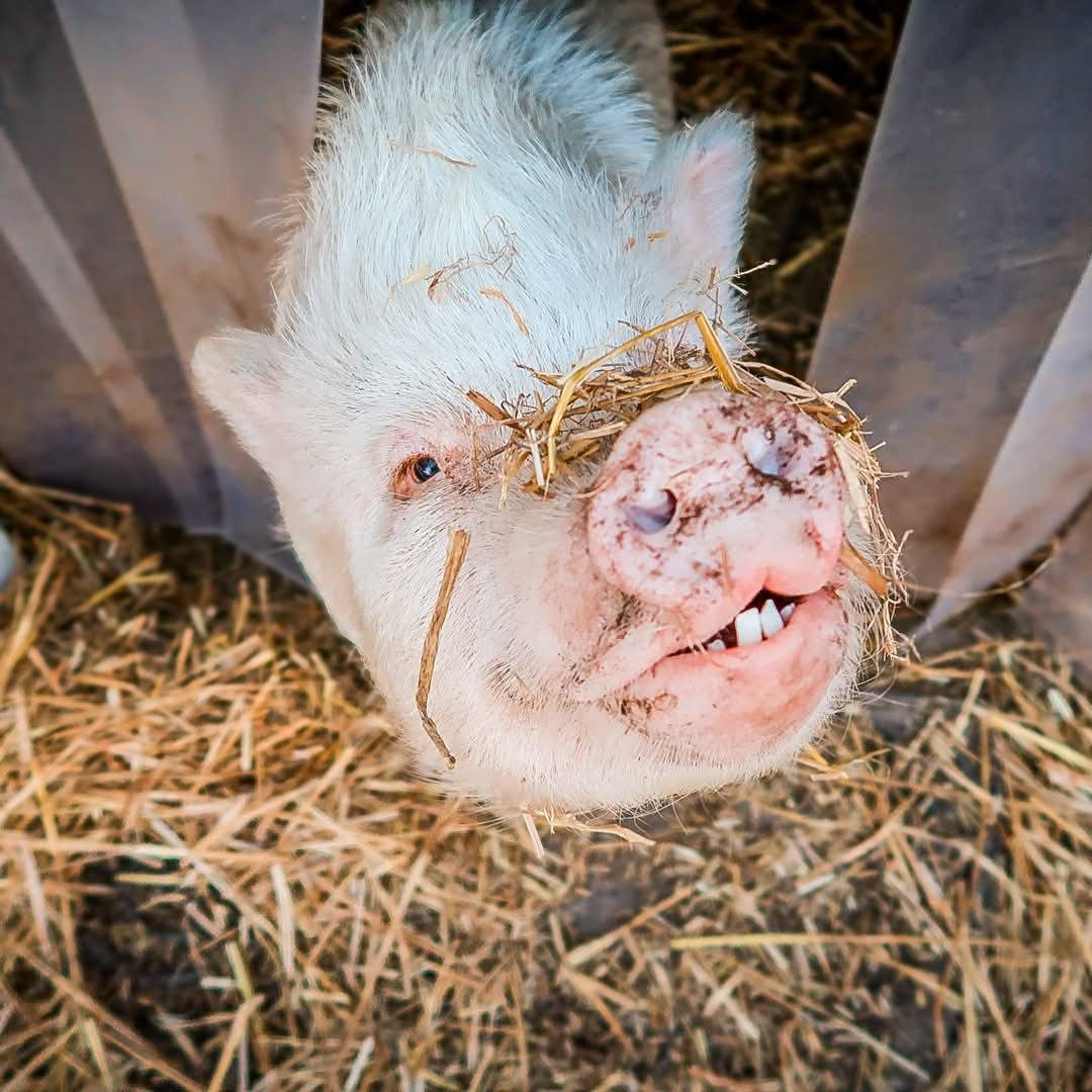 503839204_1029878672625671_1339136514315101670_n