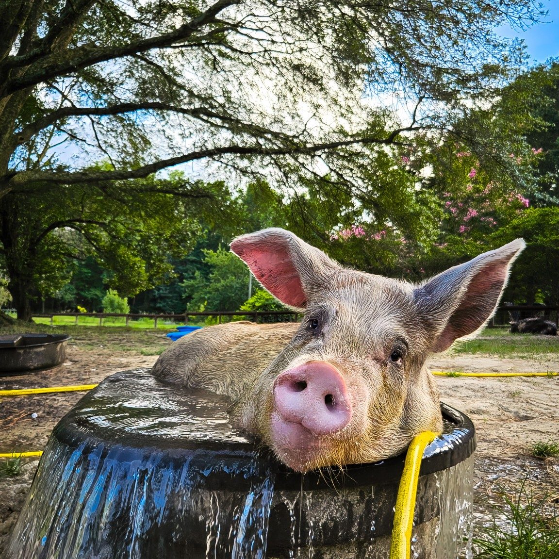 522770267_1067131422233729_2406863548181497930_n