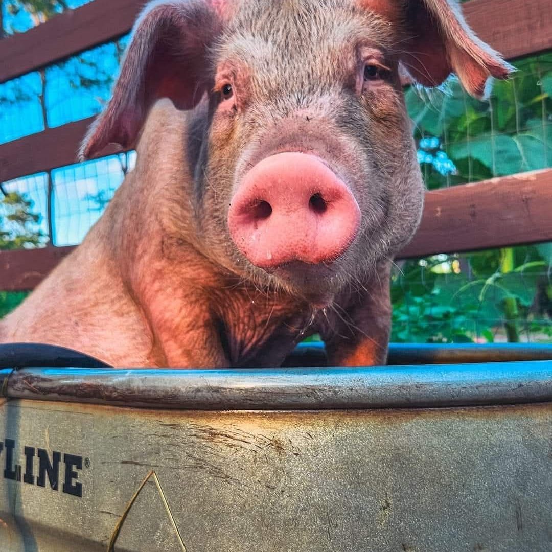 544813603_1103271215286416_3127093223307038320_n