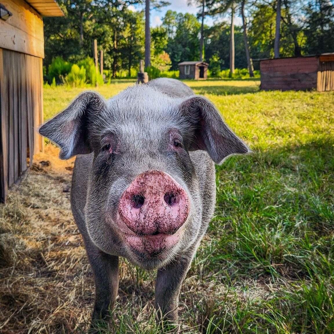 547223120_1105559391724265_5190200191481311511_n