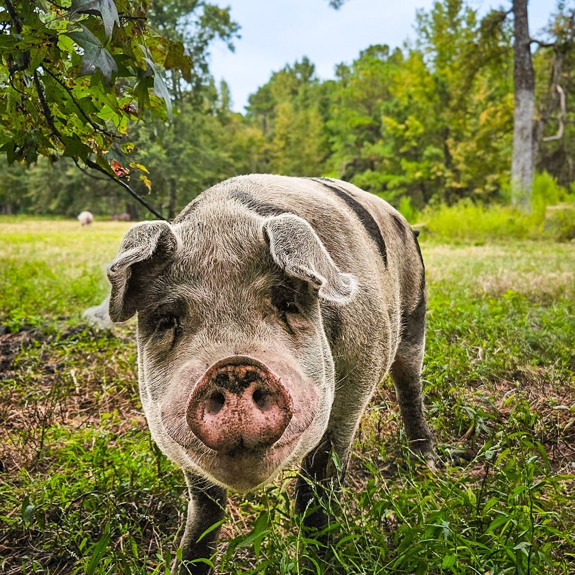 558883379_1124301103183427_7183405246354251294_n