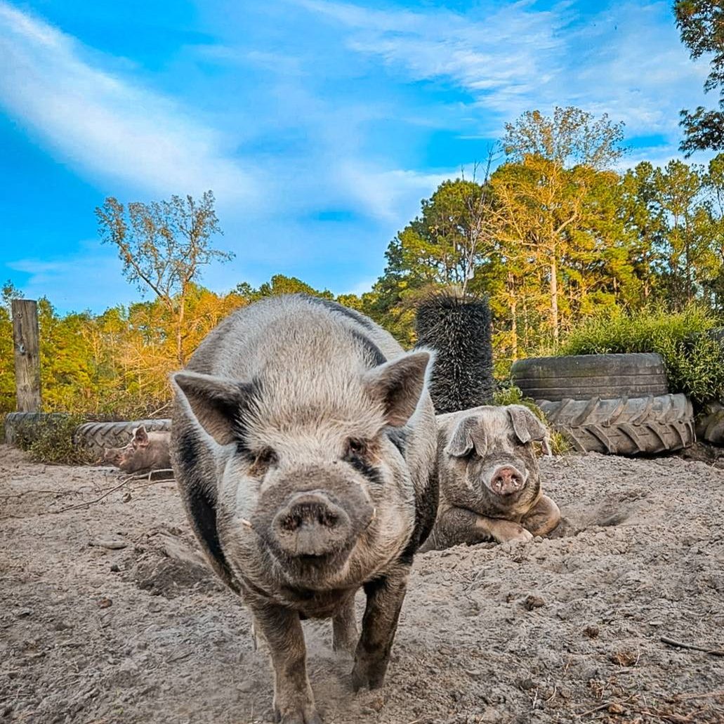 560451544_1127116012901936_1057974108554320461_n