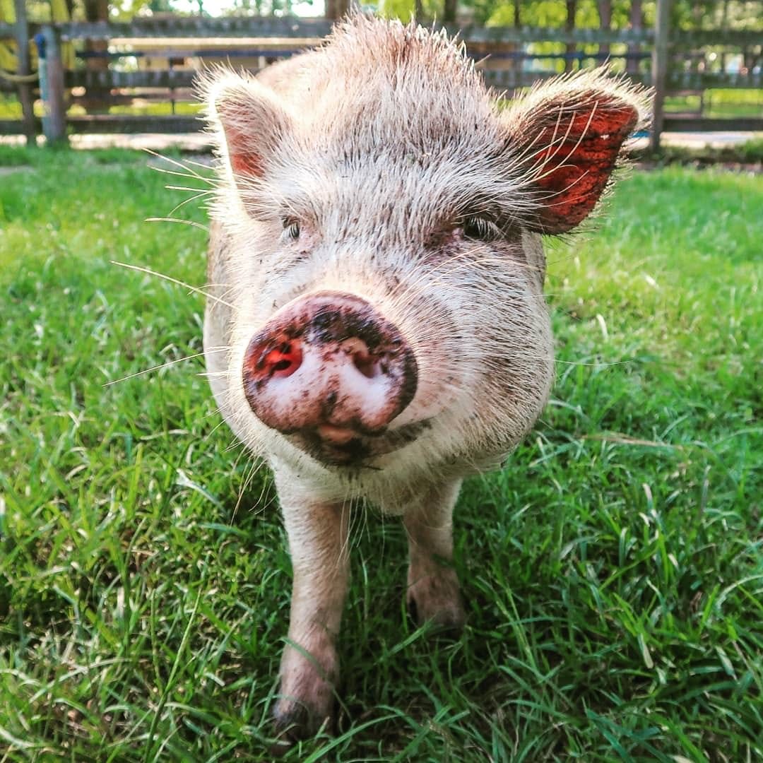 66744583_497364604365162_6587790786165735424_n