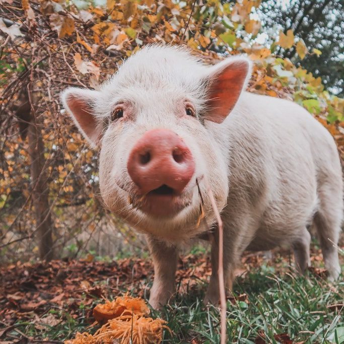 75424740_580558779379077_4041819316528611328_n