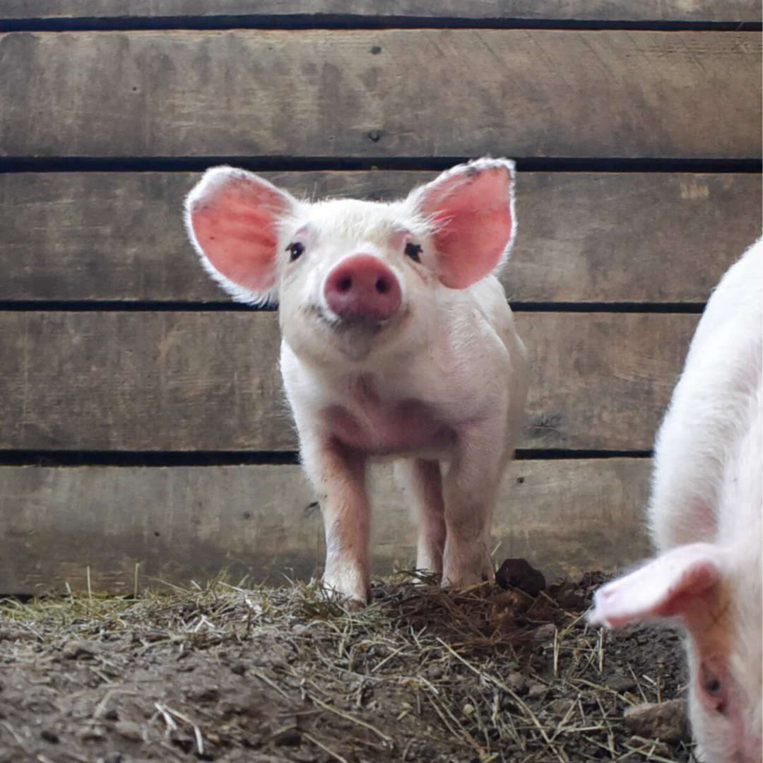 Untitled (1080 x 566 px)