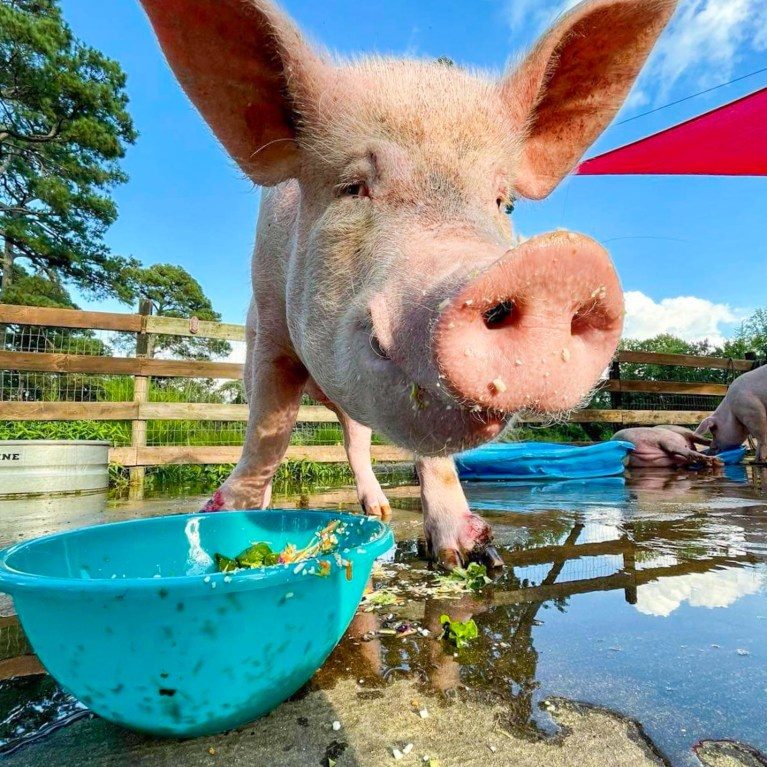 received_472128387843270